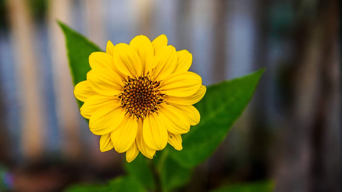 Yellow flower in sharp focus with blurred background demonstrating shallow depth of field